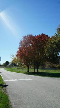 The beautiful autumn view with the colorful trees and leaves in the park photo