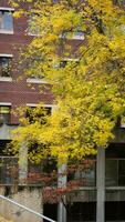 el hermosa instalaciones otoño ver con el vistoso arboles y hojas en el lluvioso día foto