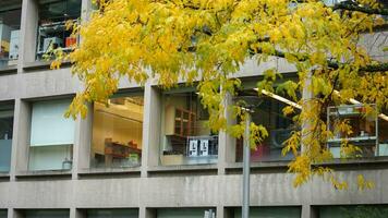 The beautiful campus autumn view with the colorful trees and leaves in the rainy day photo