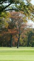 The beautiful autumn view with the colorful trees and leaves in the park photo