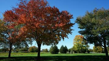 The beautiful autumn view with the colorful trees and leaves in the park photo