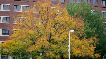 The beautiful campus autumn view with the colorful trees and leaves in the rainy day photo