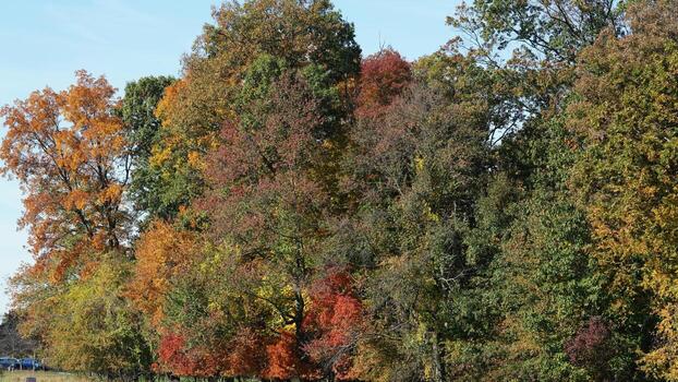 The beautiful autumn view with the colorful trees and leaves in the park photo