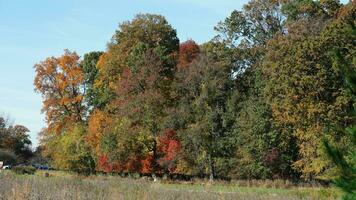 The beautiful autumn view with the colorful trees and leaves in the park photo