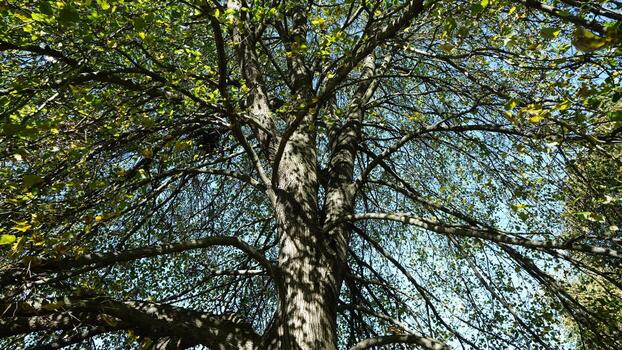 el hermosa otoño ver con el vistoso arboles y hojas en el parque foto