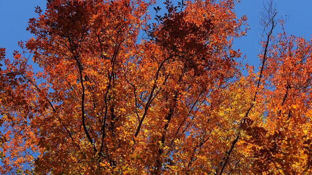 The beautiful autumn view with the colorful trees and leaves in the park photo