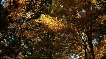 The beautiful autumn view with the colorful trees and leaves in the park photo