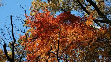 The beautiful autumn view with the colorful trees and leaves in the park photo