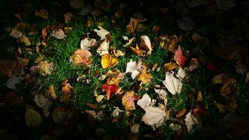 The beautiful autumn view with the colorful dropped leaves on the ground photo