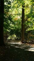 The beautiful autumn view with the colorful trees and leaves in the park photo