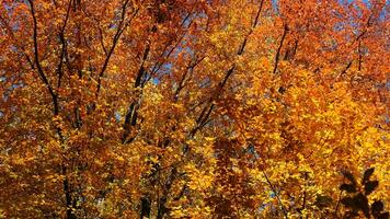 The beautiful autumn view with the colorful trees and leaves in the park photo