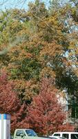 The beautiful autumn view with the colorful trees and leaves in the park photo