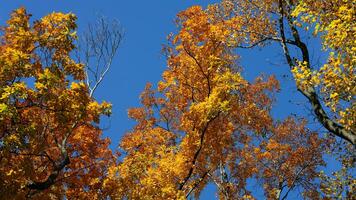 The beautiful autumn view with the colorful trees and leaves in the park photo