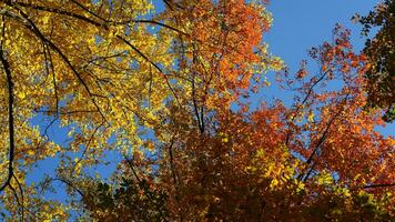 The beautiful autumn view with the colorful trees and leaves in the park photo