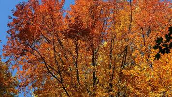 The beautiful autumn view with the colorful trees and leaves in the park photo