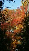 The beautiful autumn view with the colorful trees and leaves in the park photo