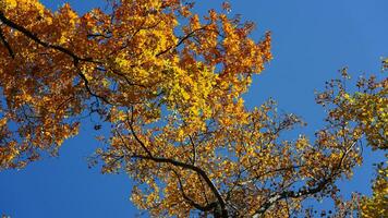 The beautiful autumn view with the colorful trees and leaves in the park photo