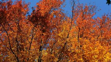 The beautiful autumn view with the colorful trees and leaves in the park photo