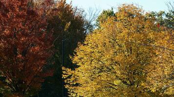 The beautiful autumn view with the colorful trees and leaves in the park photo