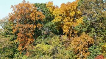 The beautiful autumn view with the colorful trees and leaves in the park photo