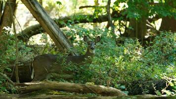 One alert deer watching at me in the forest photo