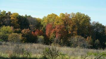 The beautiful autumn view with the colorful trees and leaves in the park photo