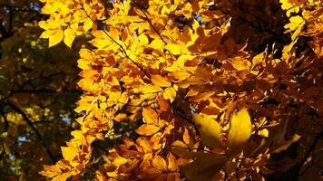 The beautiful autumn view with the colorful trees and leaves in the park photo