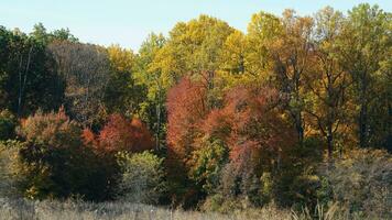 The beautiful autumn view with the colorful trees and leaves in the park photo