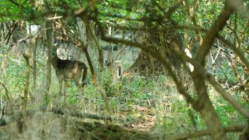 One alert deer watching at me in the forest photo