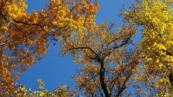 el hermosa otoño ver con el vistoso arboles y hojas en el parque foto