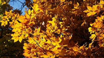 The beautiful autumn view with the colorful trees and leaves in the park photo