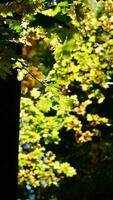 The beautiful autumn view with the colorful trees and leaves in the park photo