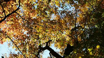 The beautiful autumn view with the colorful trees and leaves in the park photo