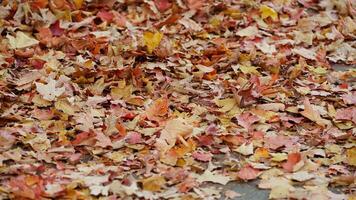 The beautiful autumn view with the colorful dropped leaves on the ground photo