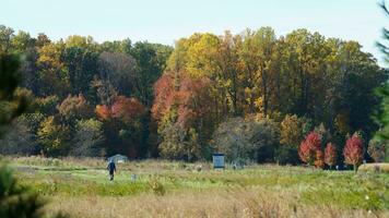 The beautiful autumn view with the colorful trees and leaves in the park photo