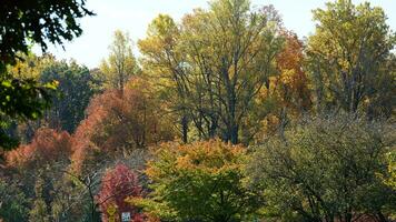 The beautiful autumn view with the colorful trees and leaves in the park photo