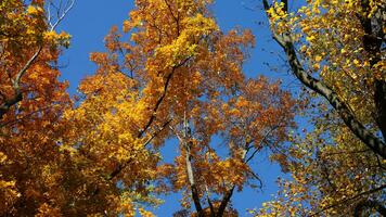 The beautiful autumn view with the colorful trees and leaves in the park photo