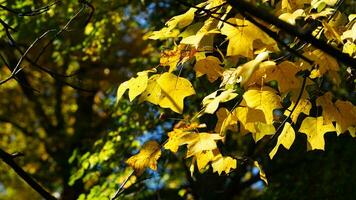 The beautiful autumn view with the colorful trees and leaves in the park photo