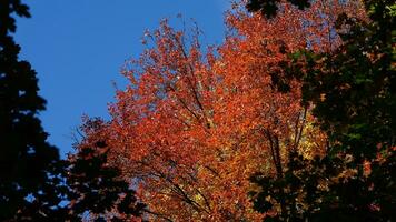 The beautiful autumn view with the colorful trees and leaves in the park photo