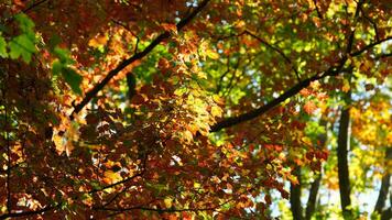 The beautiful autumn view with the colorful trees and leaves in the park photo