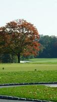 The beautiful autumn view with the colorful trees and leaves in the park photo