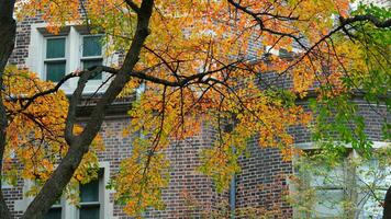 The beautiful campus view with the colorful trees and leaves in autumn photo