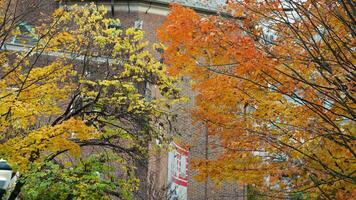The beautiful campus view with the colorful trees and leaves in autumn photo