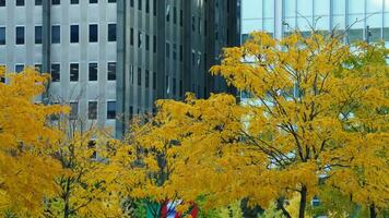 The beautiful campus view with the colorful trees and leaves in autumn photo
