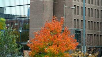 The beautiful campus view with the colorful trees and leaves in autumn photo