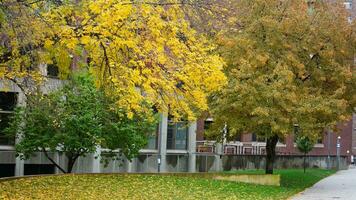 el hermosa instalaciones otoño ver con el vistoso arboles y hojas en el lluvioso día foto