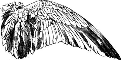 Wild Goose Wing have a bird wing, vintage engraving. vector