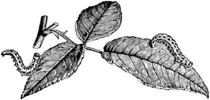 larvas de un Rosa hoja mosca sierra, Clásico ilustración. vector