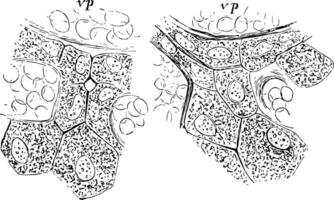 Hepatic Cells and Bile Capilaries, vintage illustration vector