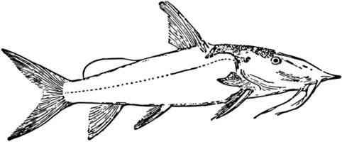 Upside down Catfish, vintage illustration. vector